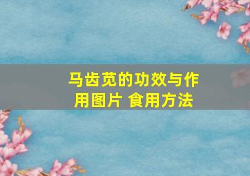 马齿苋的功效与作用图片 食用方法